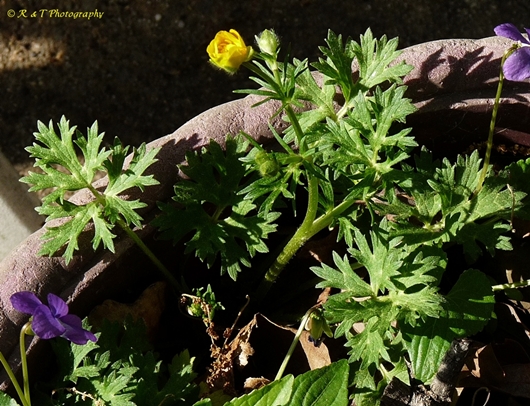 {Ranunculus bulbosus}